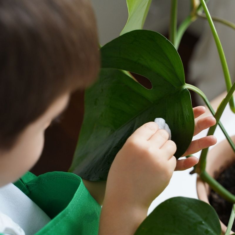 A child cleans the leaves of a plant while doing a Montessori practical life activity