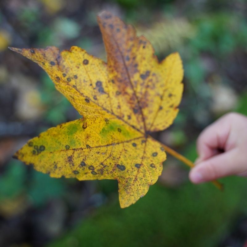 A child holding a yellow leaf while doing a nature walk to collect objects for a Montessori activity