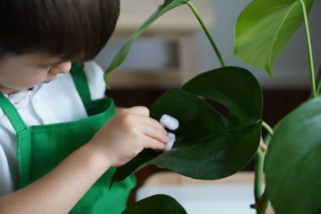 Child wearing a green apron cleaning a large plant leaf with a cotton ball during a Montessori Practical Life activity to practice care of the environment and fine motor skills.